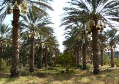 Palmeral